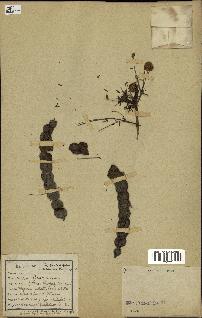 spécimen de Acacia nilotica