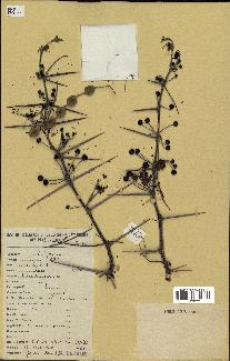 spécimen de Acacia nilotica