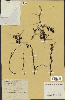 spécimen de Acacia nilotica
