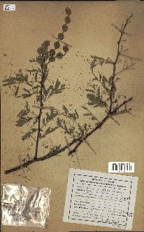 spécimen de Acacia nilotica