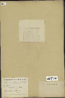 spécimen de Acacia nilotica