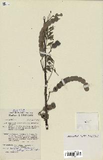spécimen de Acacia nilotica