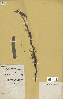 spécimen de Acacia nilotica