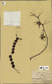 spécimen de Acacia nilotica