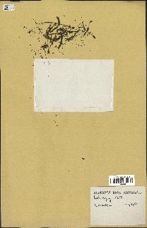 spécimen de Acacia nilotica