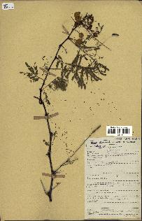 spécimen de Acacia nilotica