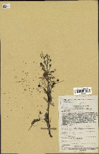 spécimen de Acacia nilotica