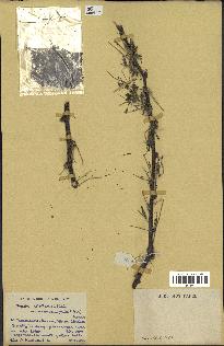 spécimen de Acacia nilotica
