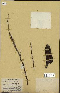 spécimen de Acacia nilotica
