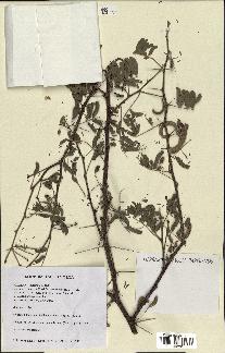 spécimen de Acacia nilotica