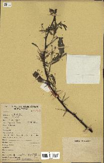 spécimen de Acacia nilotica