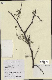 spécimen de Acacia nilotica