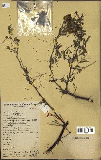 spécimen de Acacia nilotica
