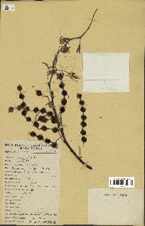 spécimen de Acacia nilotica