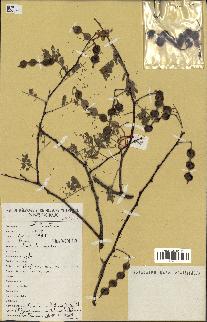 spécimen de Acacia nilotica