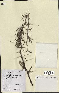 spécimen de Acacia nilotica