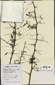spécimen de Acacia nilotica