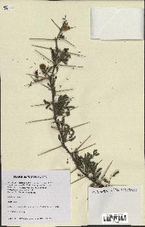 spécimen de Acacia nilotica