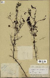 spécimen de Acacia nilotica