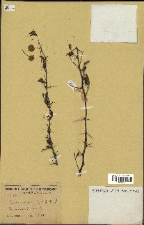 spécimen de Acacia nilotica