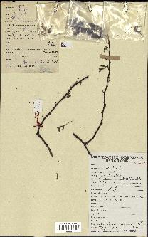 spécimen de Acacia nilotica