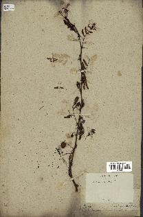 spécimen de Acacia nilotica