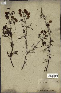 spécimen de Acacia nilotica