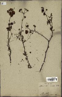 spécimen de Acacia nilotica