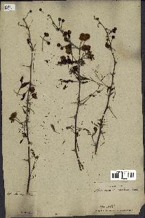 spécimen de Acacia nilotica