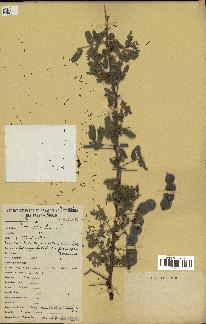 spécimen de Acacia nilotica