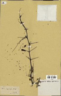 spécimen de Acacia nilotica