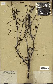 spécimen de Acacia nilotica