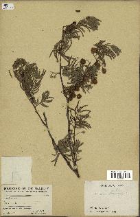 spécimen de Acacia nilotica