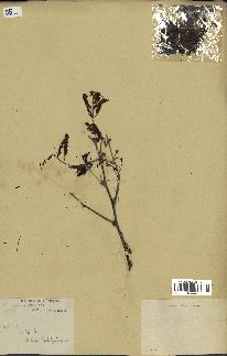 spécimen de Acacia nilotica