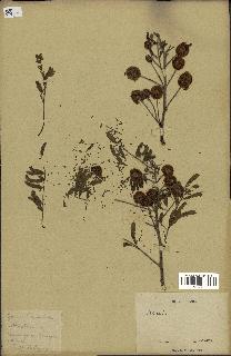 spécimen de Acacia nilotica