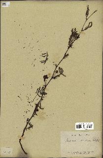 spécimen de Acacia nilotica