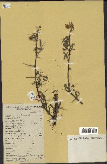 spécimen de Acacia nilotica