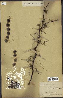 spécimen de Acacia nilotica