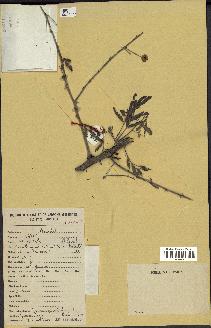 spécimen de Acacia nilotica