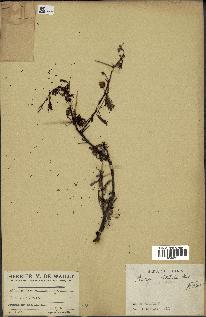 spécimen de Acacia nilotica