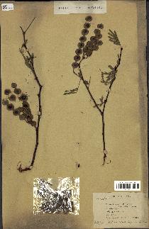spécimen de Acacia nilotica