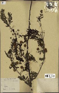 spécimen de Acacia nilotica