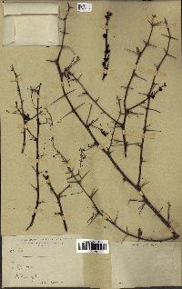 spécimen de Acacia nilotica