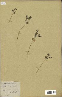 spécimen de Acacia nilotica
