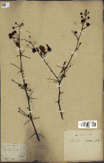 spécimen de Acacia nilotica