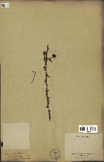 spécimen de Acacia nilotica