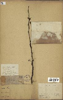 spécimen de Acacia nilotica