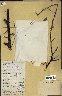 spécimen de Acacia nilotica