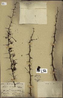 spécimen de Acacia nilotica