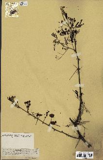 spécimen de Acacia nilotica
